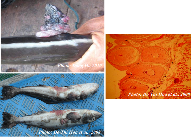 Lymphocystis disease occurred in cultured Cobia (Rachycentron canadum) in Vietnam